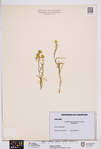 Cryptantha dolichophylla [Espécimen: ]