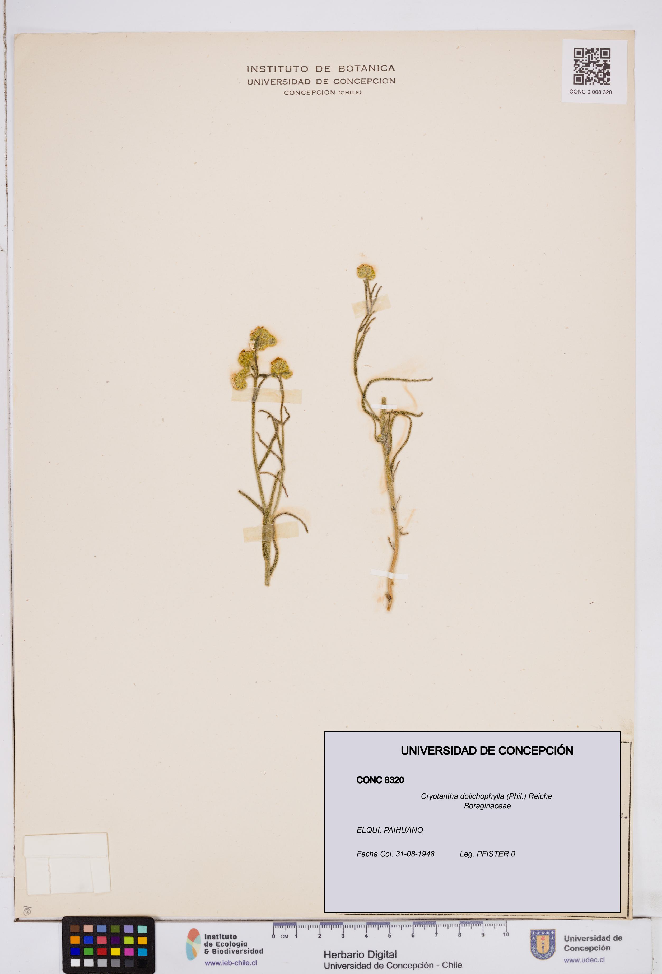 Cryptantha dolichophylla [Espécimen: ]