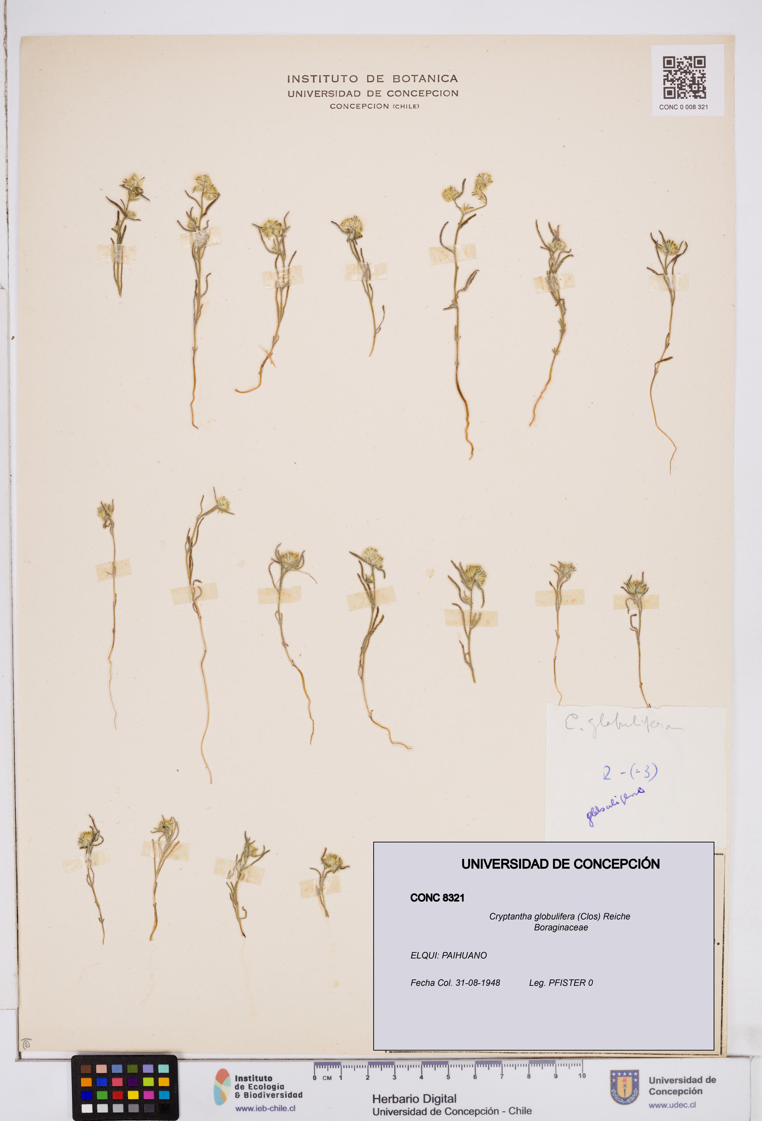 Cryptantha globulifera [Espécimen: ]
