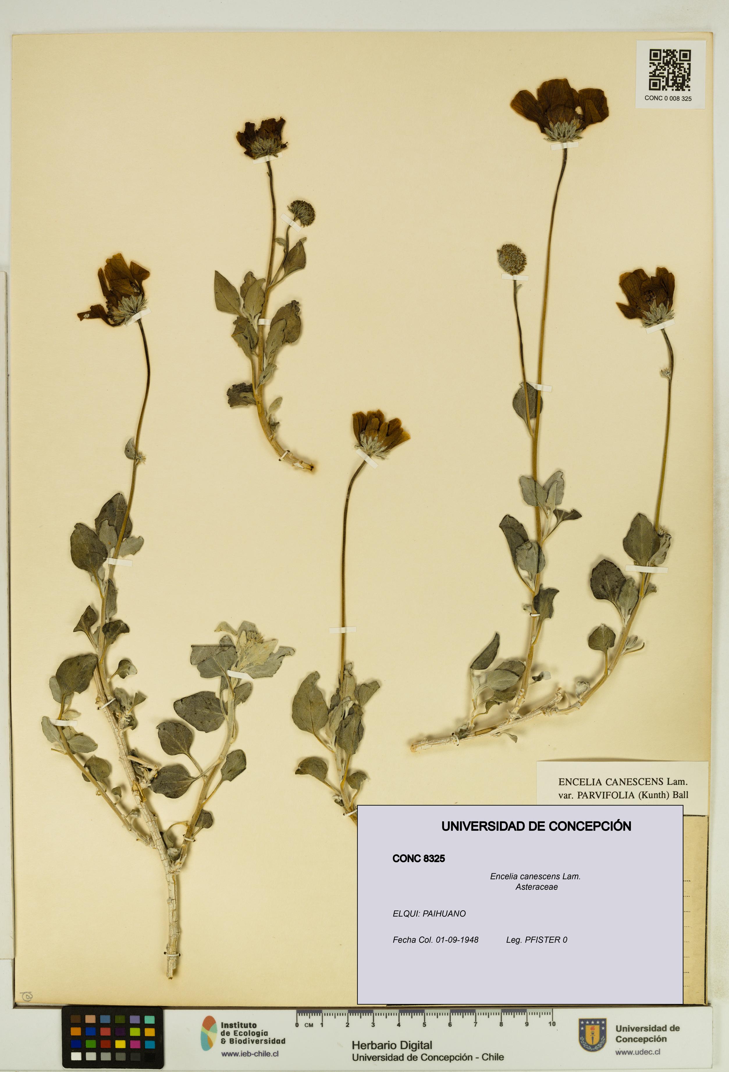 Encelia canescens [Espécimen: UDEC:CONC:0008325]