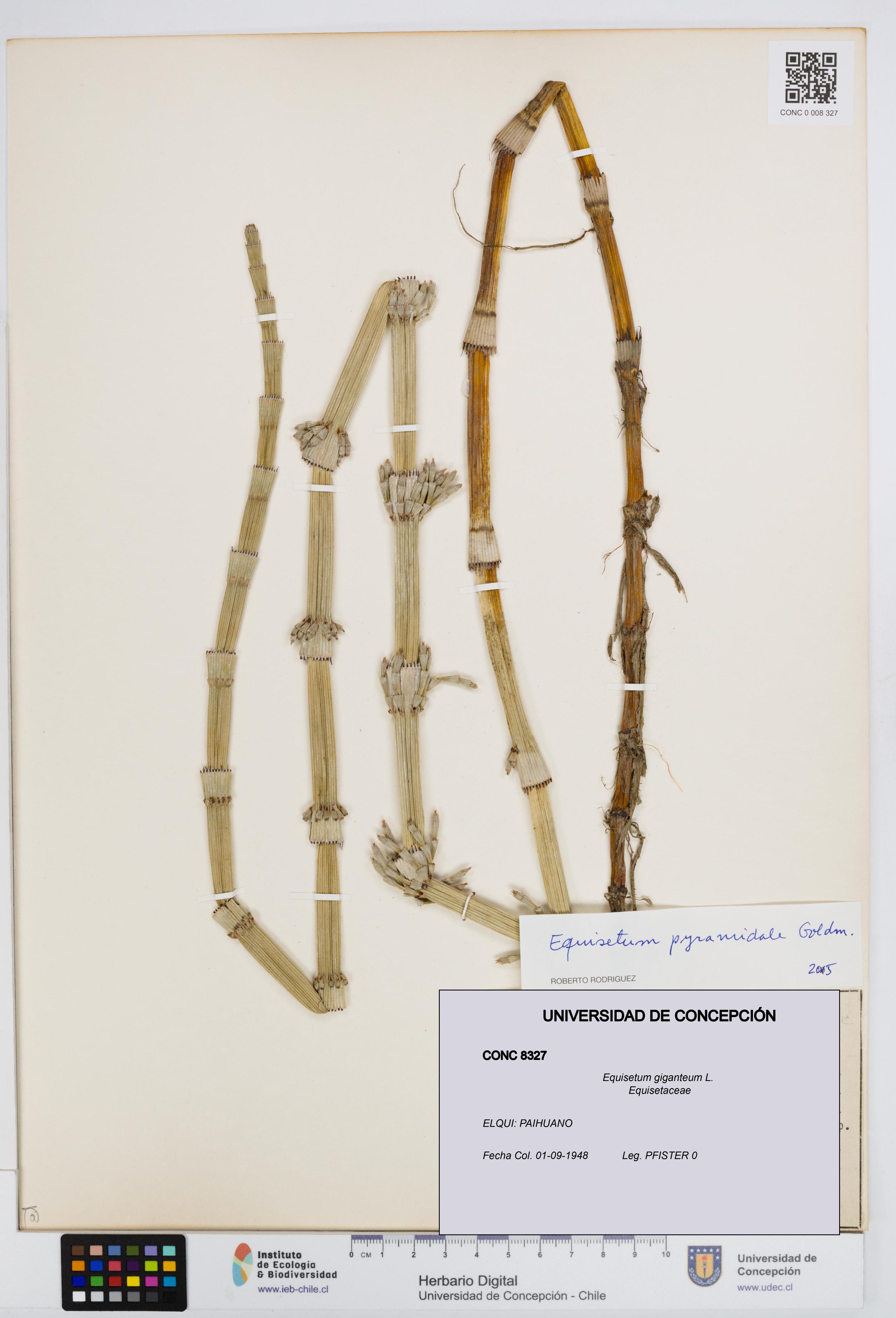 Equisetum giganteum [Espécimen: UDEC:CONC:0008327]