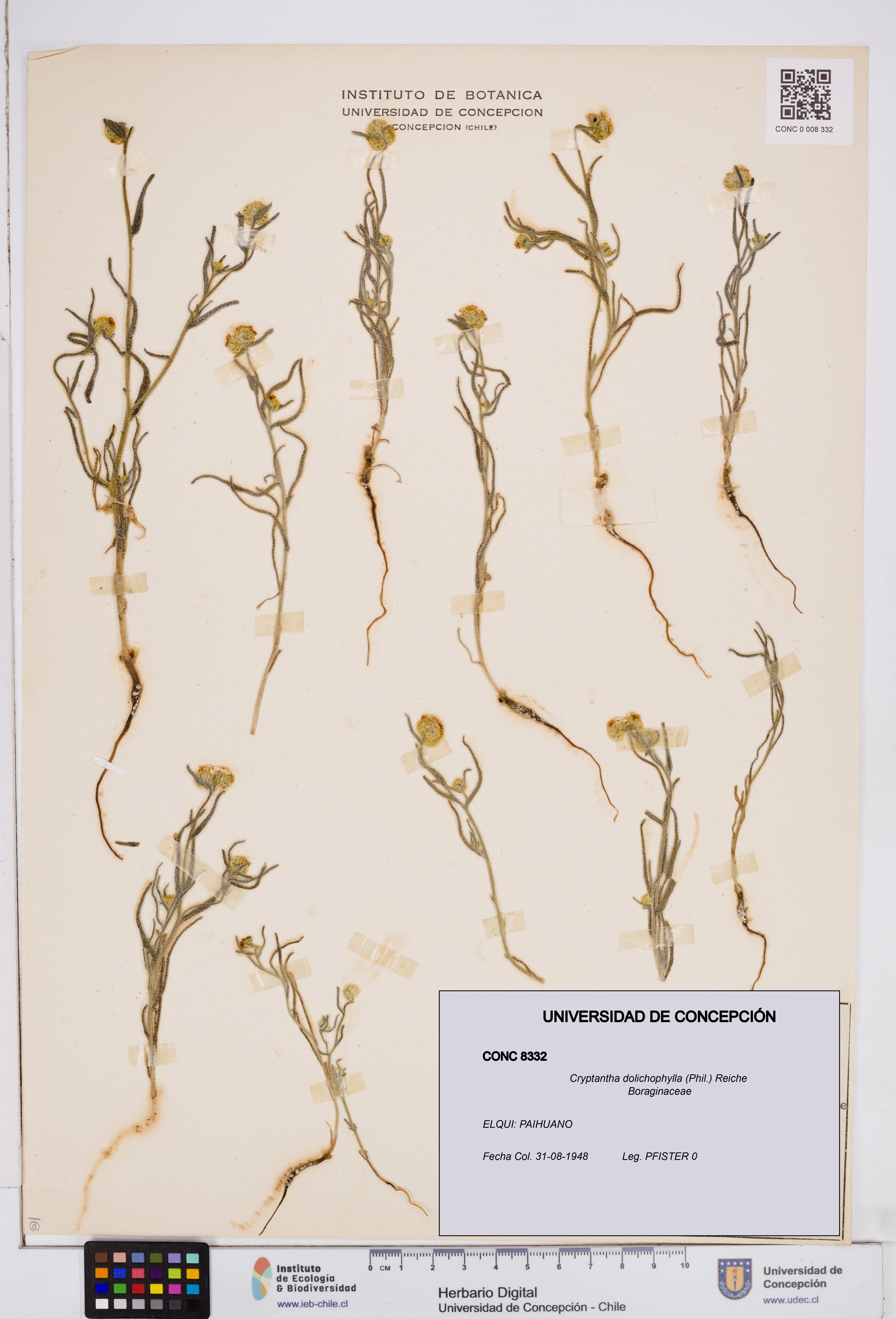 Cryptantha dolichophylla [Espécimen: ]