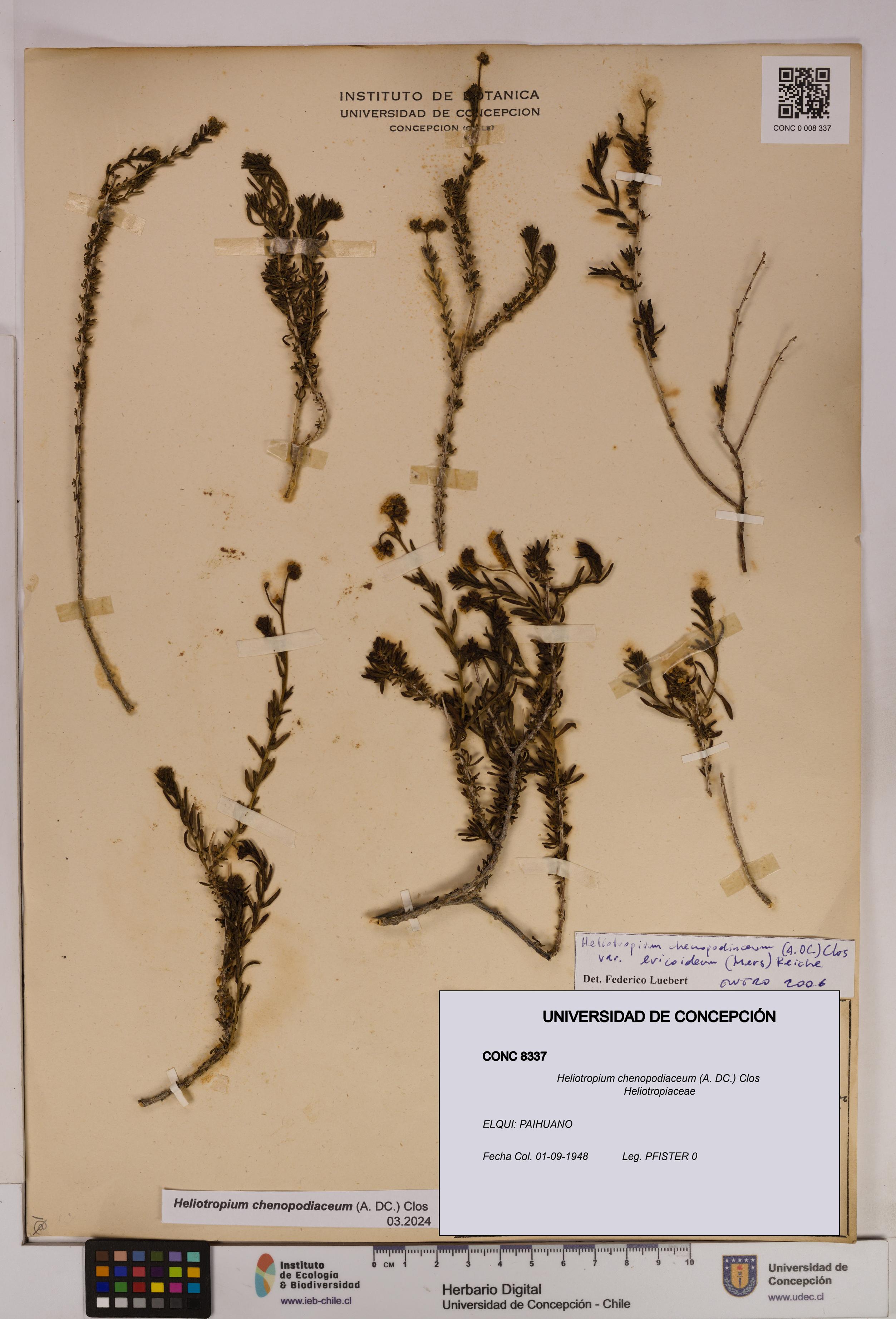 Heliotropium chenopodiaceum [Espécimen: UDEC:CONC:0008337]