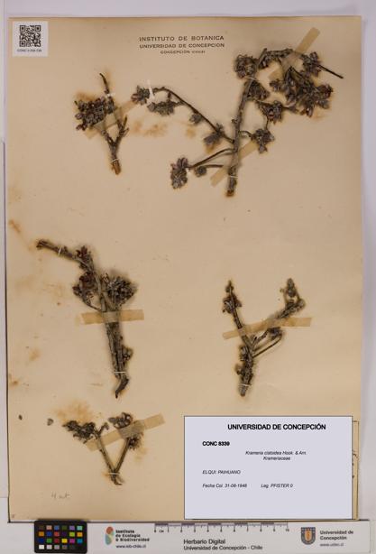 Krameria cistoidea [Espécimen: UDEC:CONC:0008339]