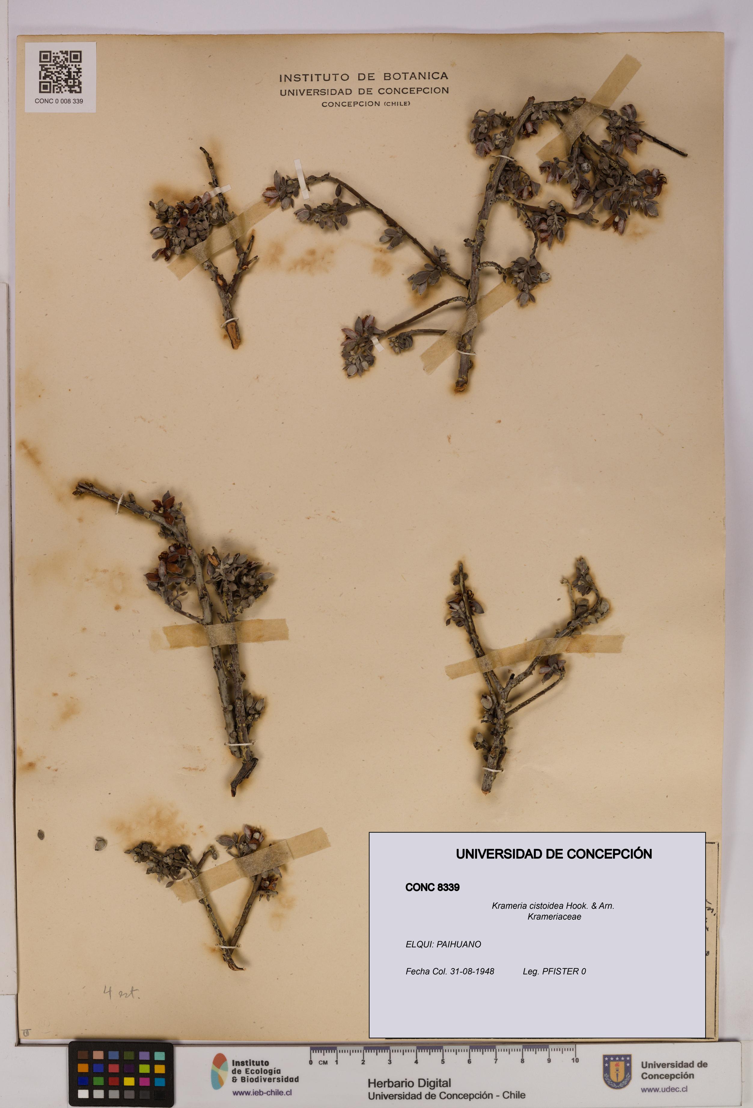 Krameria cistoidea [Espécimen: UDEC:CONC:0008339]