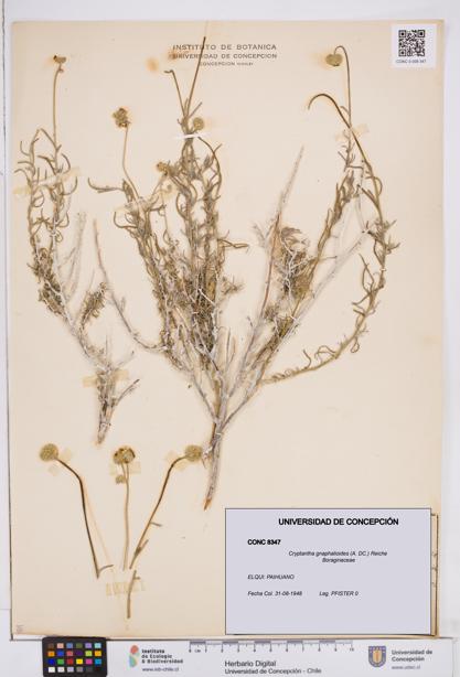Cryptantha gnaphalioides [Espécimen: ]