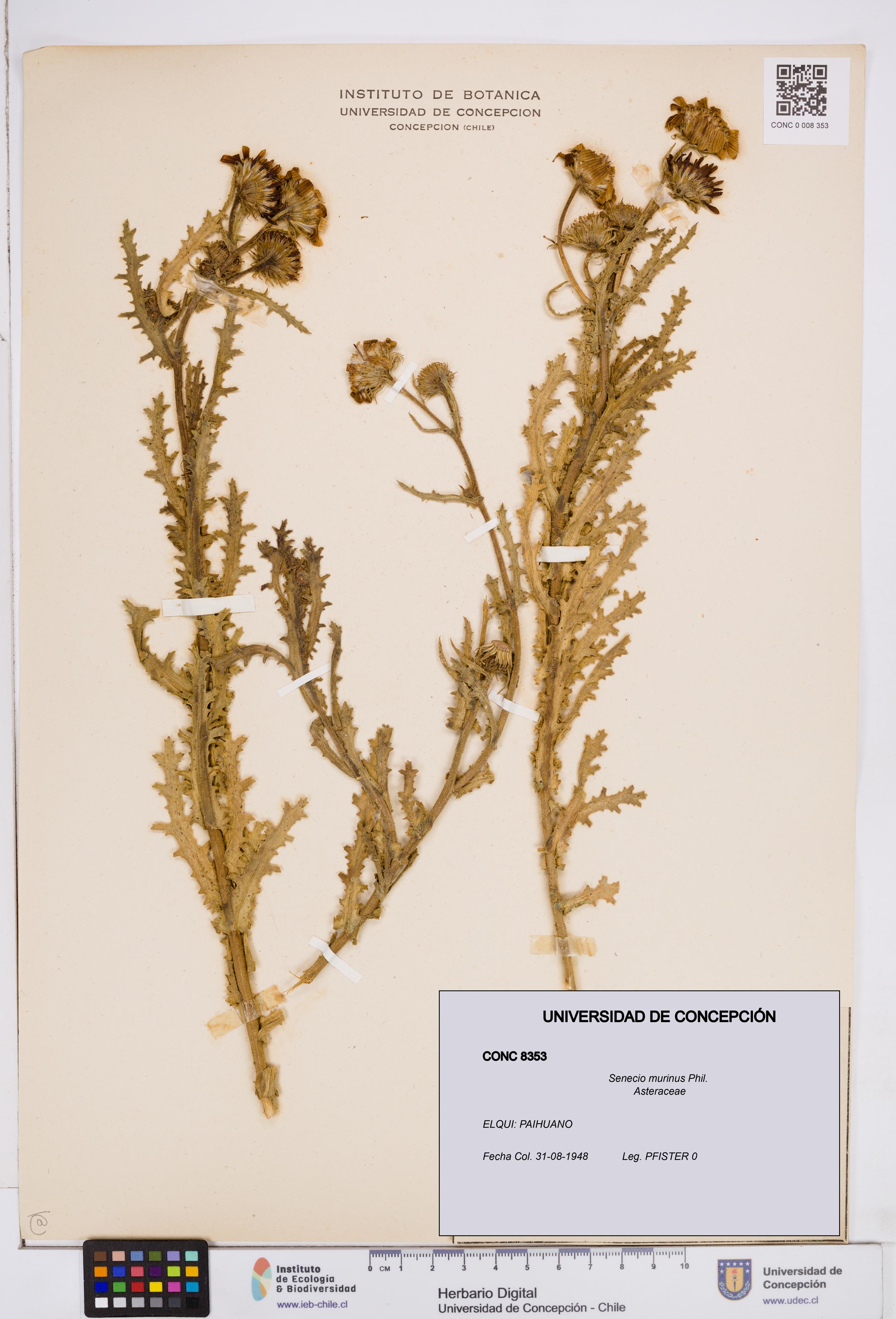 Senecio murinus [Espécimen: ]