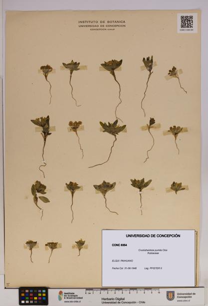 Cruckshanksia pumila [Espécimen: UDEC:CONC:0008354]