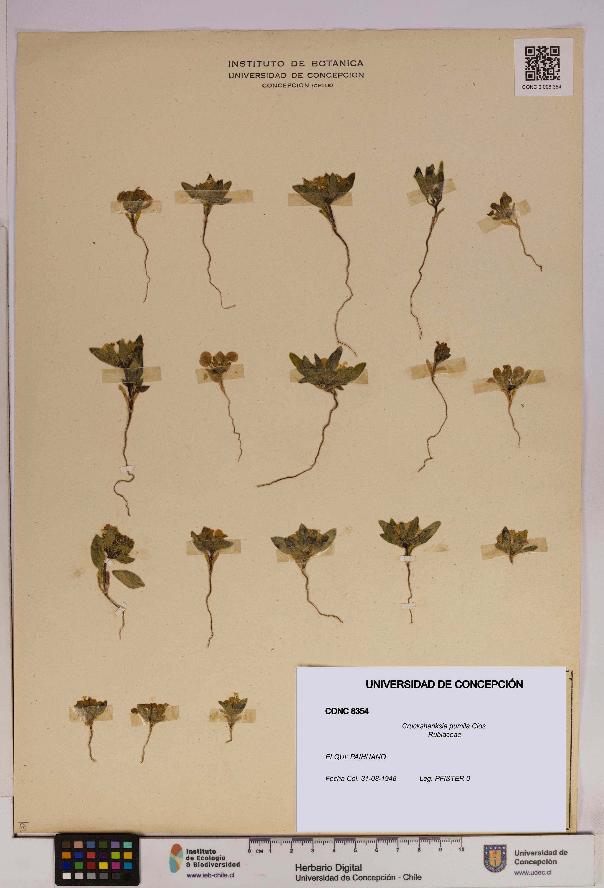 Cruckshanksia pumila [Espécimen: UDEC:CONC:0008354]