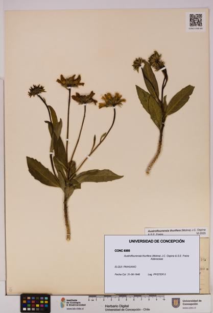 Austroflourensia thurifera [Espécimen: UDEC:CONC:0008355]
