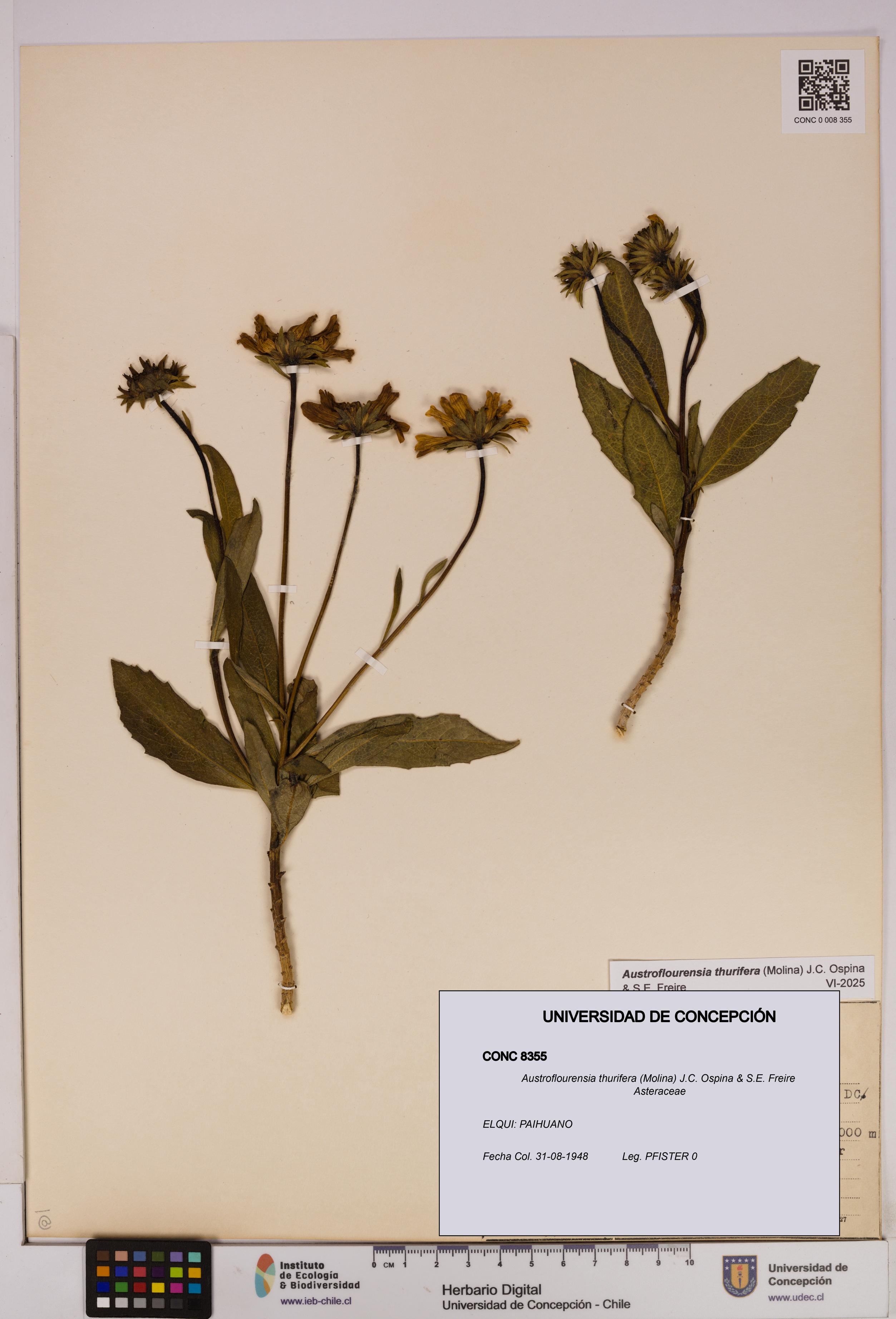 Austroflourensia thurifera [Espécimen: UDEC:CONC:0008355]