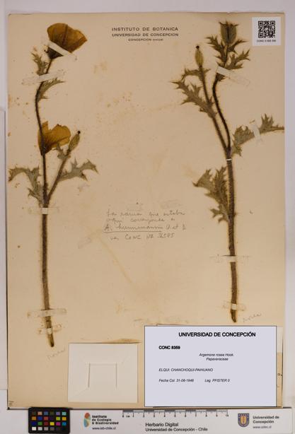 Argemone rosea [Espécimen: UDEC:CONC:0008359]