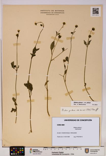 Bidens pilosa [Espécimen: UDEC:CONC:0008361]