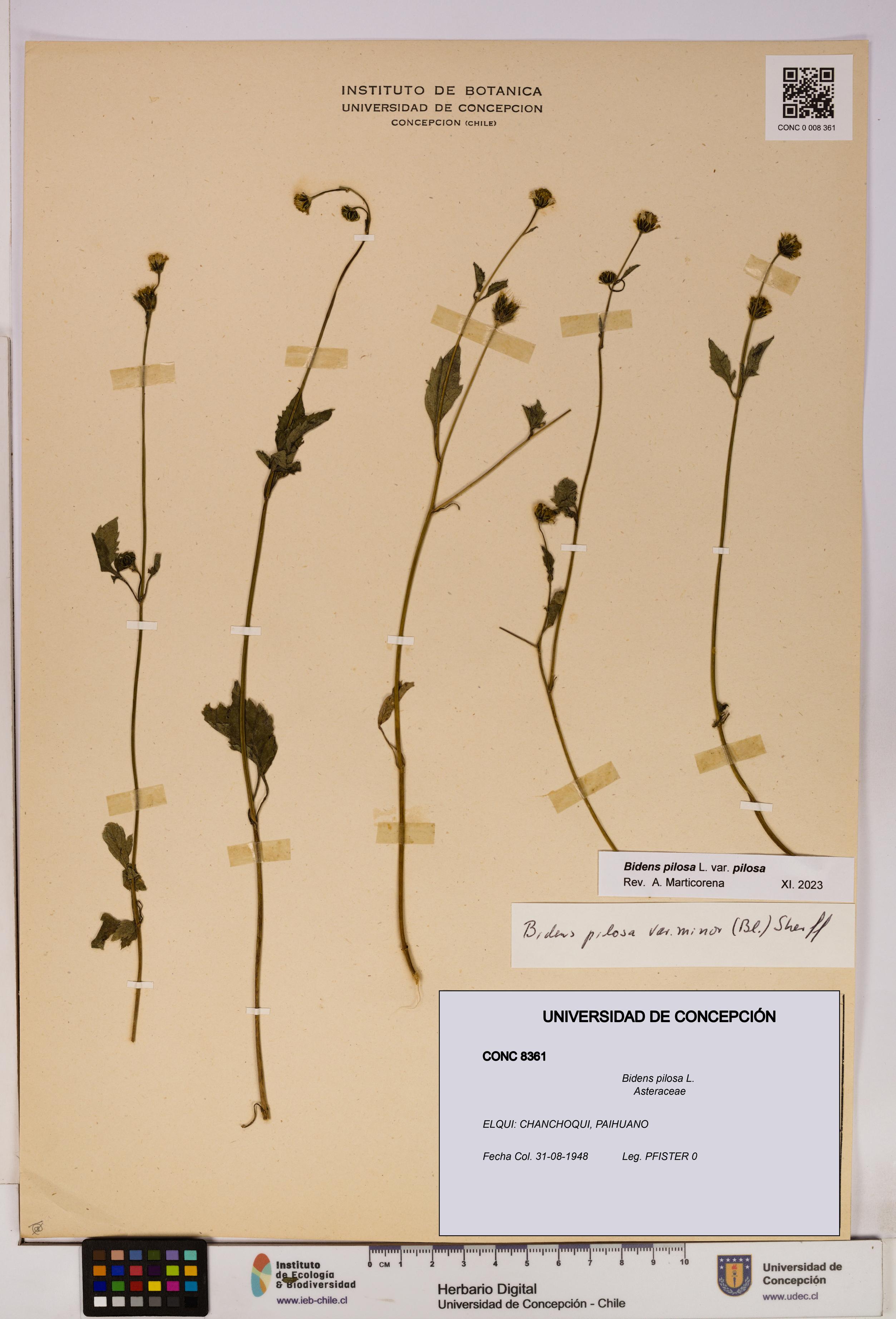 Bidens pilosa [Espécimen: UDEC:CONC:0008361]