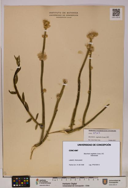 Baccharis sagittalis [Espécimen: UDEC:CONC:0008367]