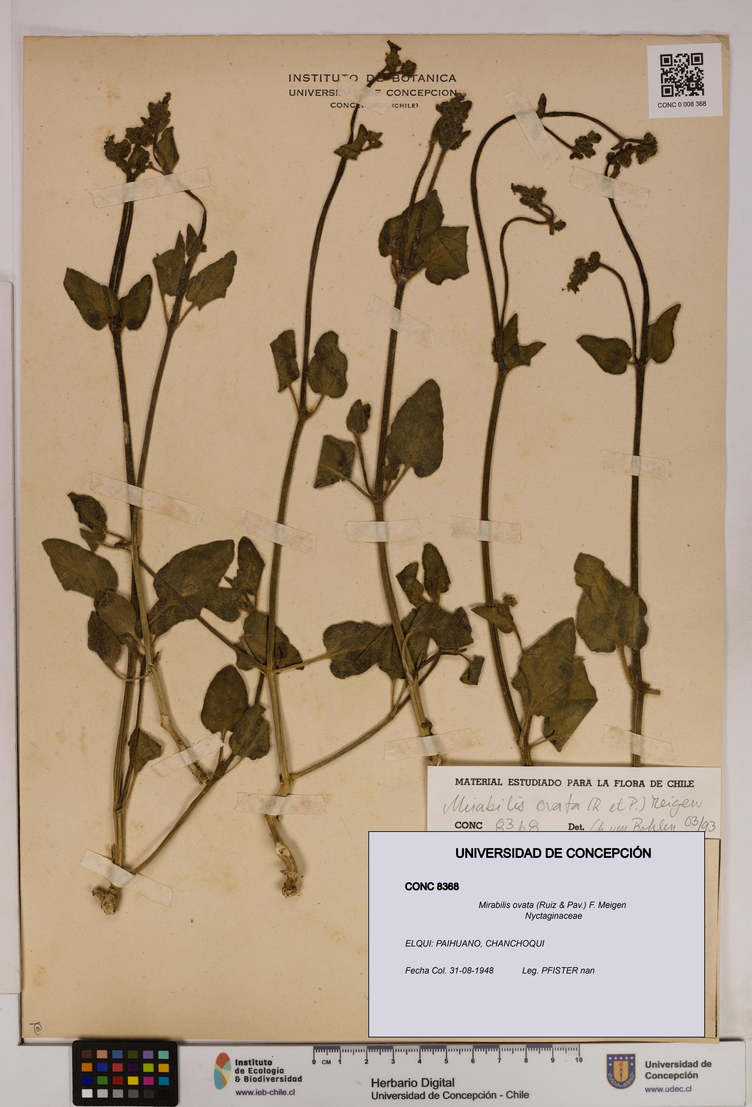 Mirabilis ovata [Espécimen: UDEC:CONC:0008368]