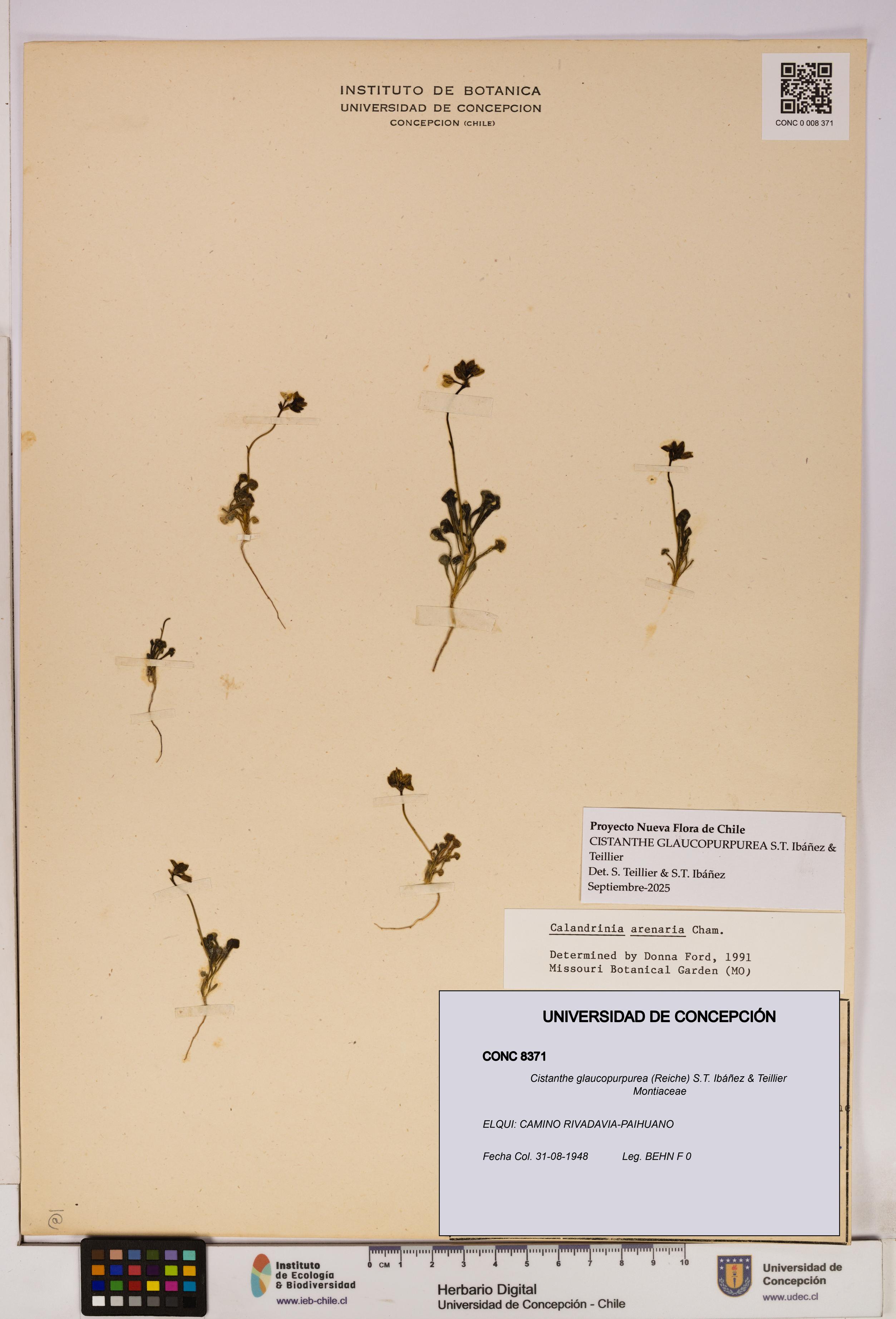 Cistanthe glaucopurpurea [Espécimen: UDEC:CONC:0008371]