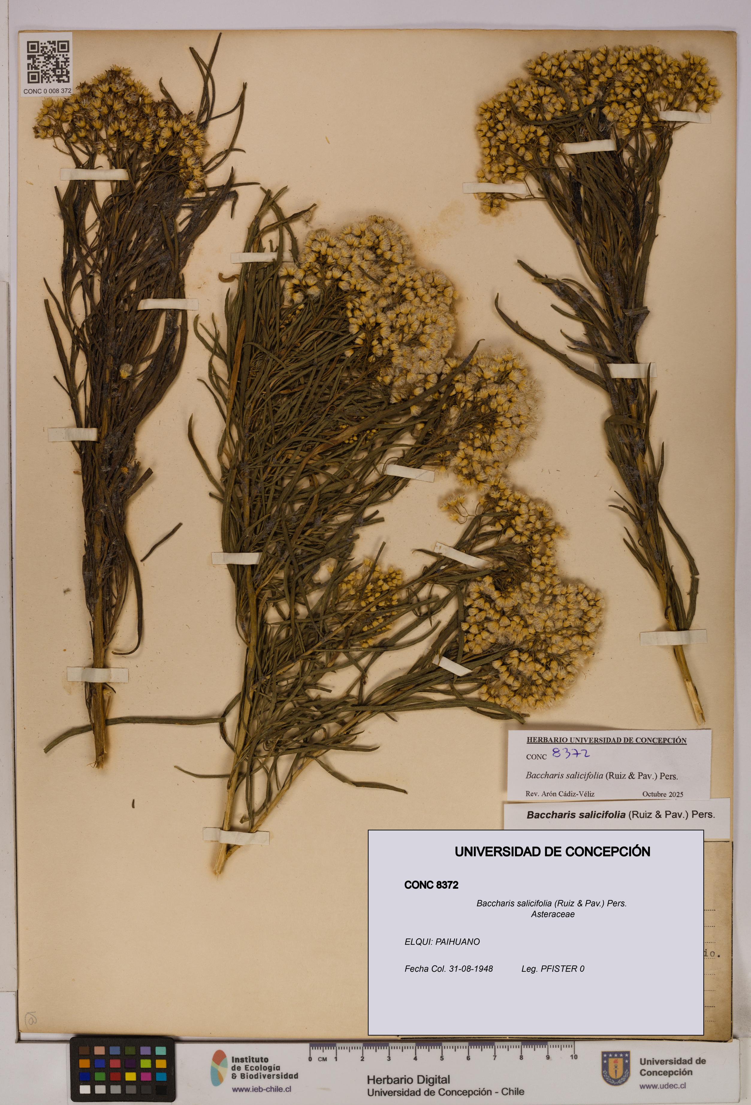 Baccharis salicifolia [Espécimen: UDEC:CONC:0008372]