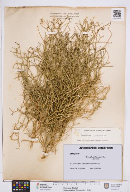 Gymnophyton flexuosum [Espécimen: ]