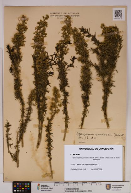 Ophryosporus paradoxus [Espécimen: UDEC:CONC:0008382]