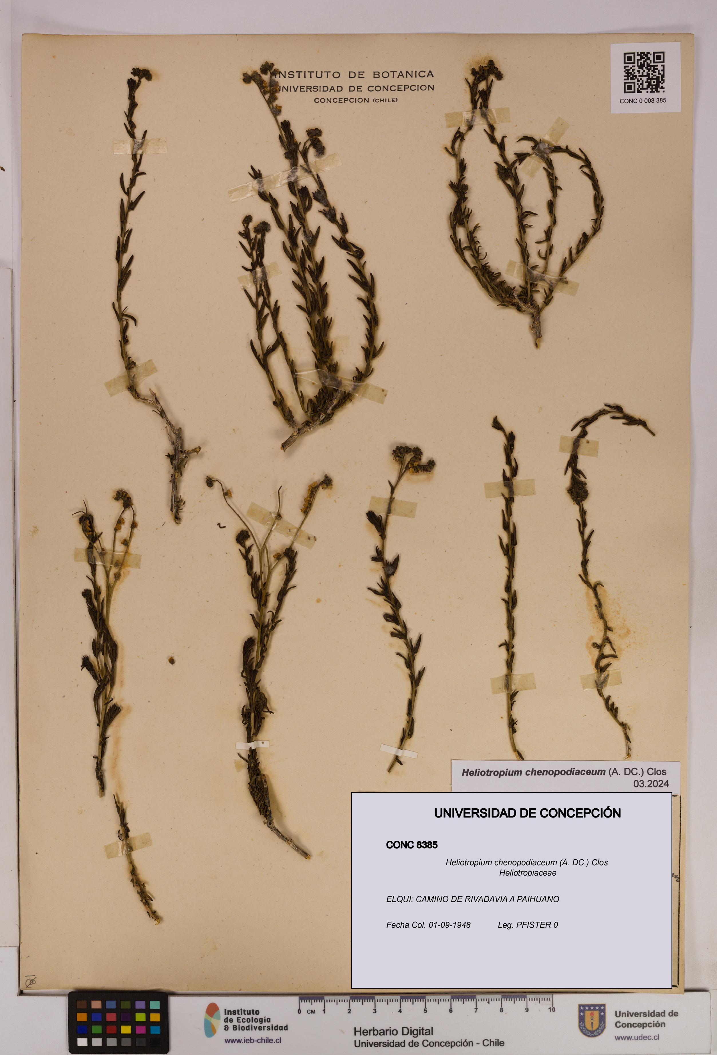 Heliotropium chenopodiaceum [Espécimen: UDEC:CONC:0008385]