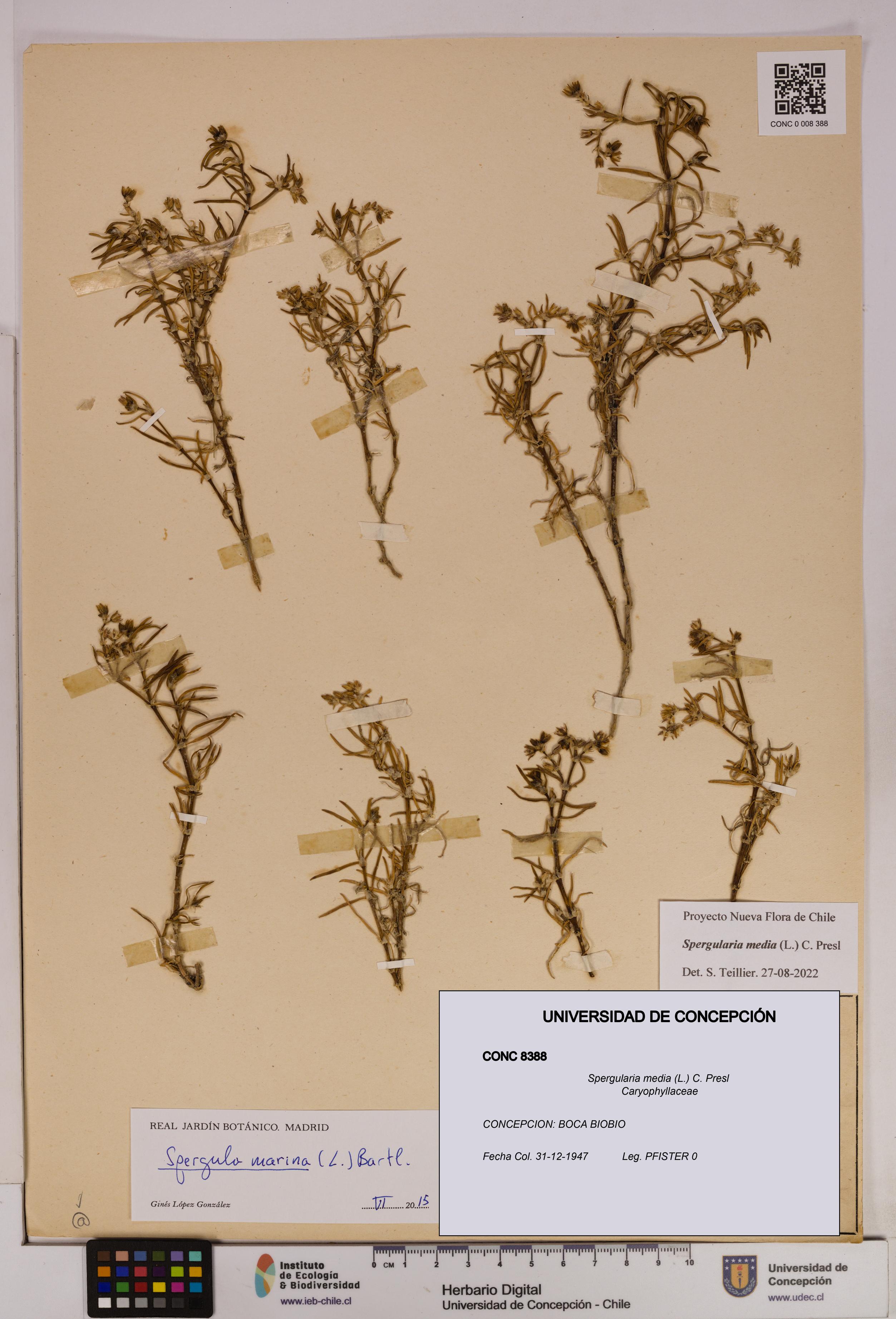 Spergularia media [Espécimen: UDEC:CONC:0008388]