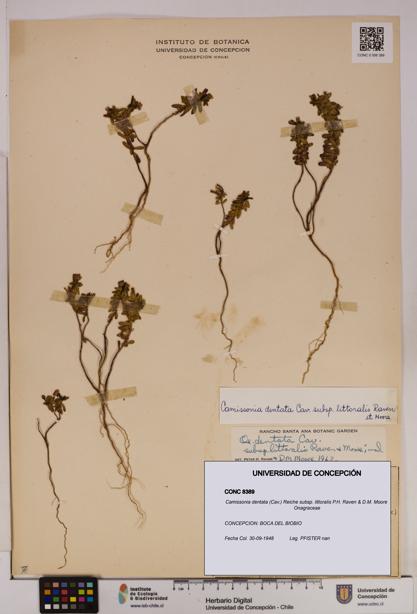 Camissonia dentata subsp. littoralis [Espécimen: UDEC:CONC:0008389]