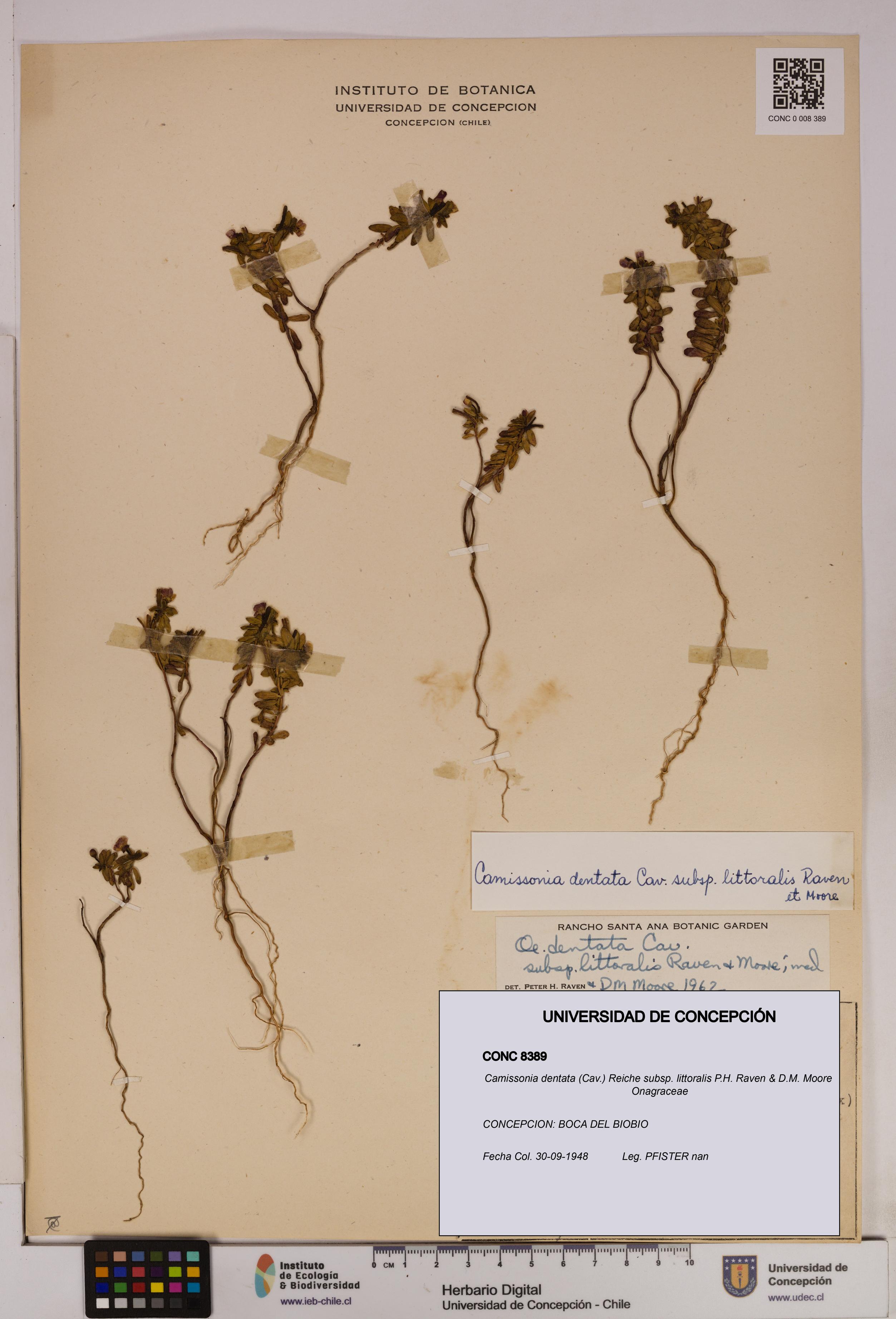 Camissonia dentata subsp. littoralis [Espécimen: UDEC:CONC:0008389]