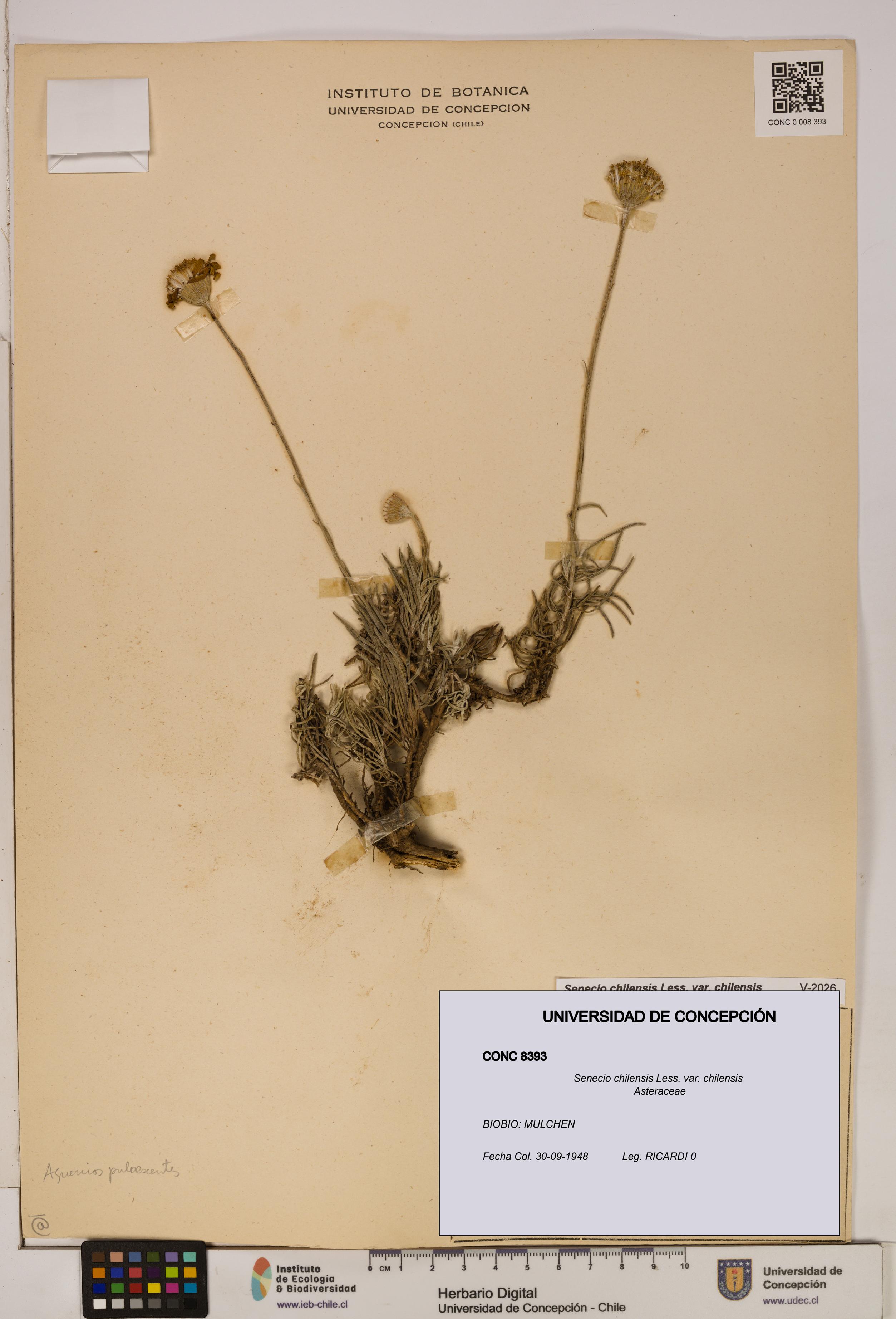 Senecio chilensis var. chilensis [Espécimen: UDEC:CONC:0008393]