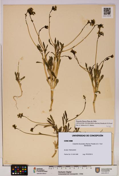 Cistanthe thyrsoidea [Espécimen: UDEC:CONC:0008396]