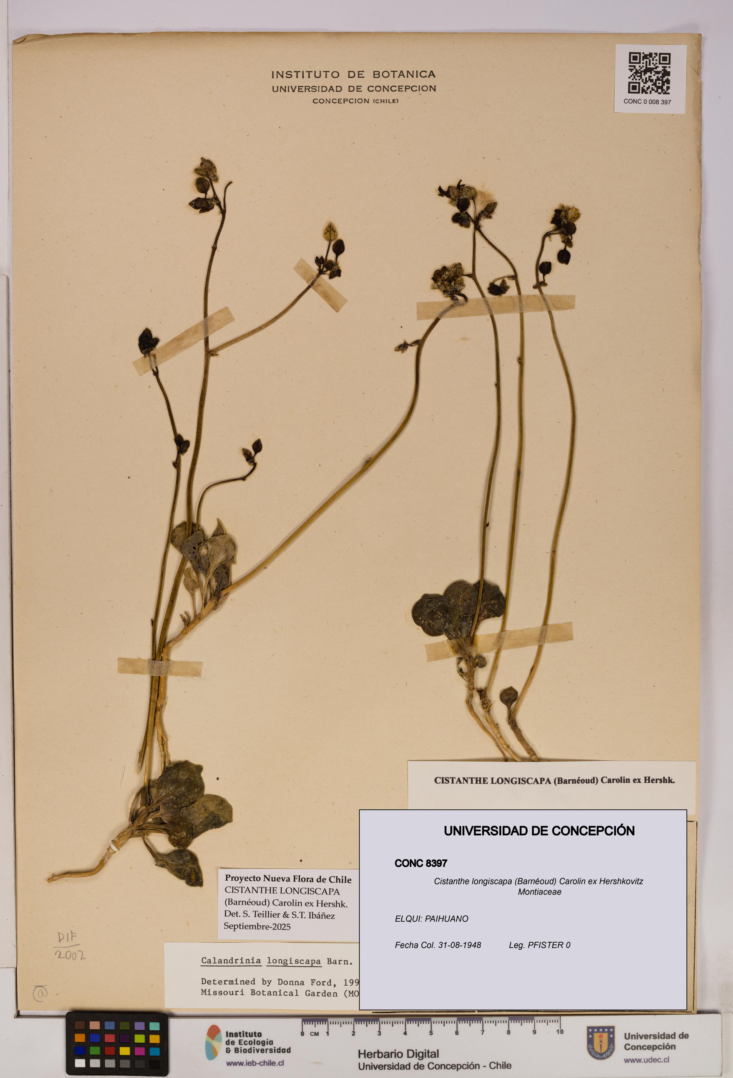 Cistanthe longiscapa [Espécimen: UDEC:CONC:0008397]