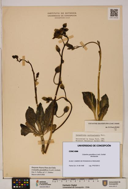 Cistanthe grandiflora [Espécimen: UDEC:CONC:0008398]