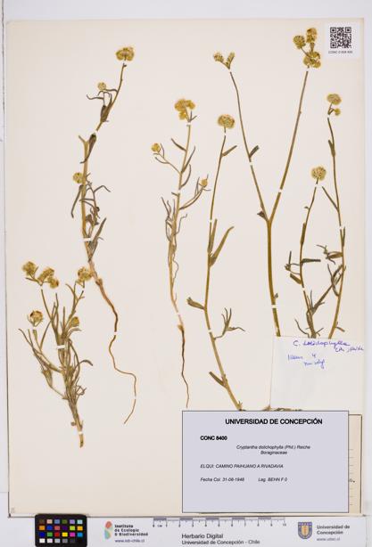 Cryptantha dolichophylla [Espécimen: ]