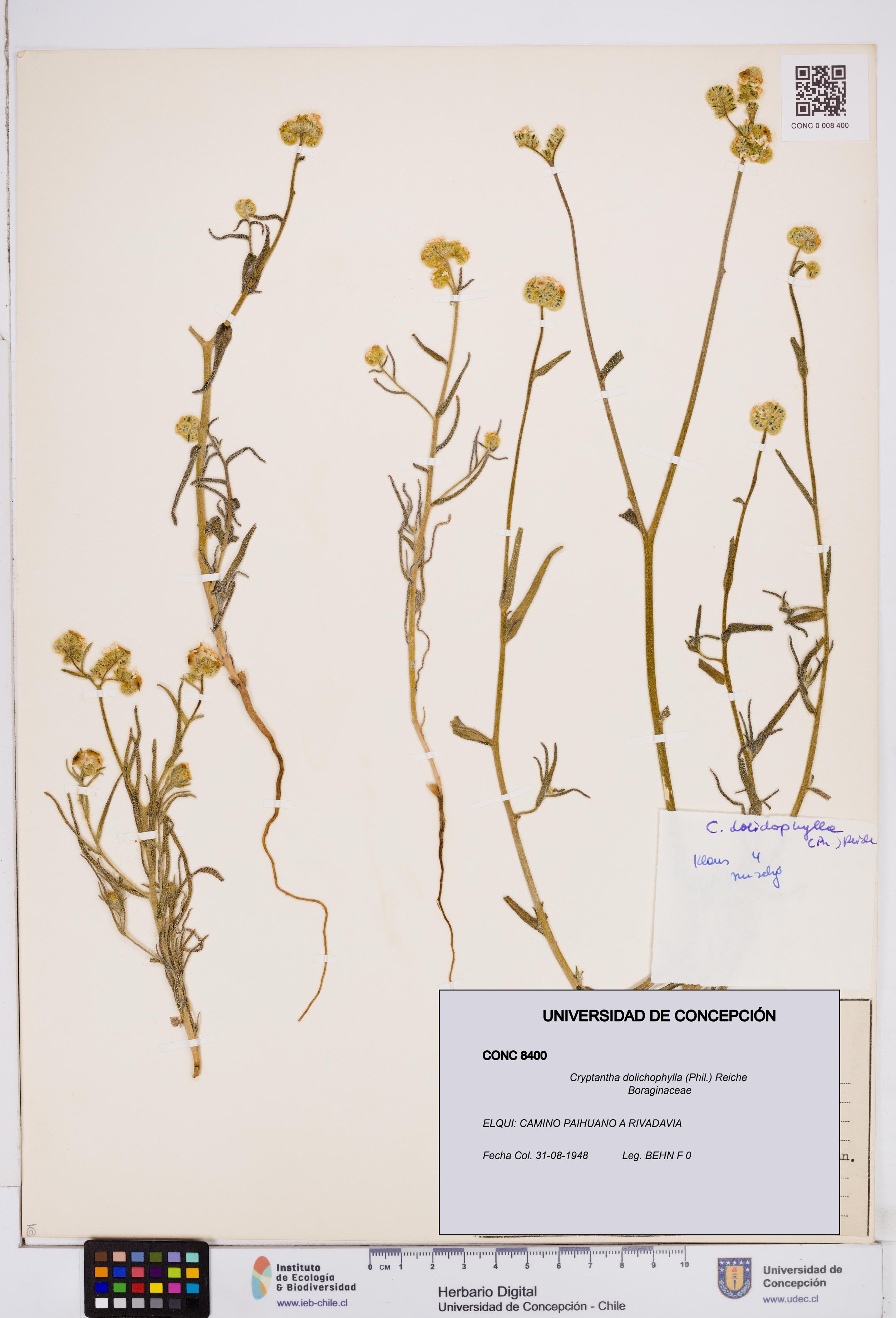 Cryptantha dolichophylla [Espécimen: ]