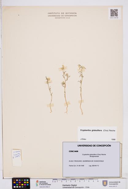 Cryptantha globulifera [Espécimen: ]