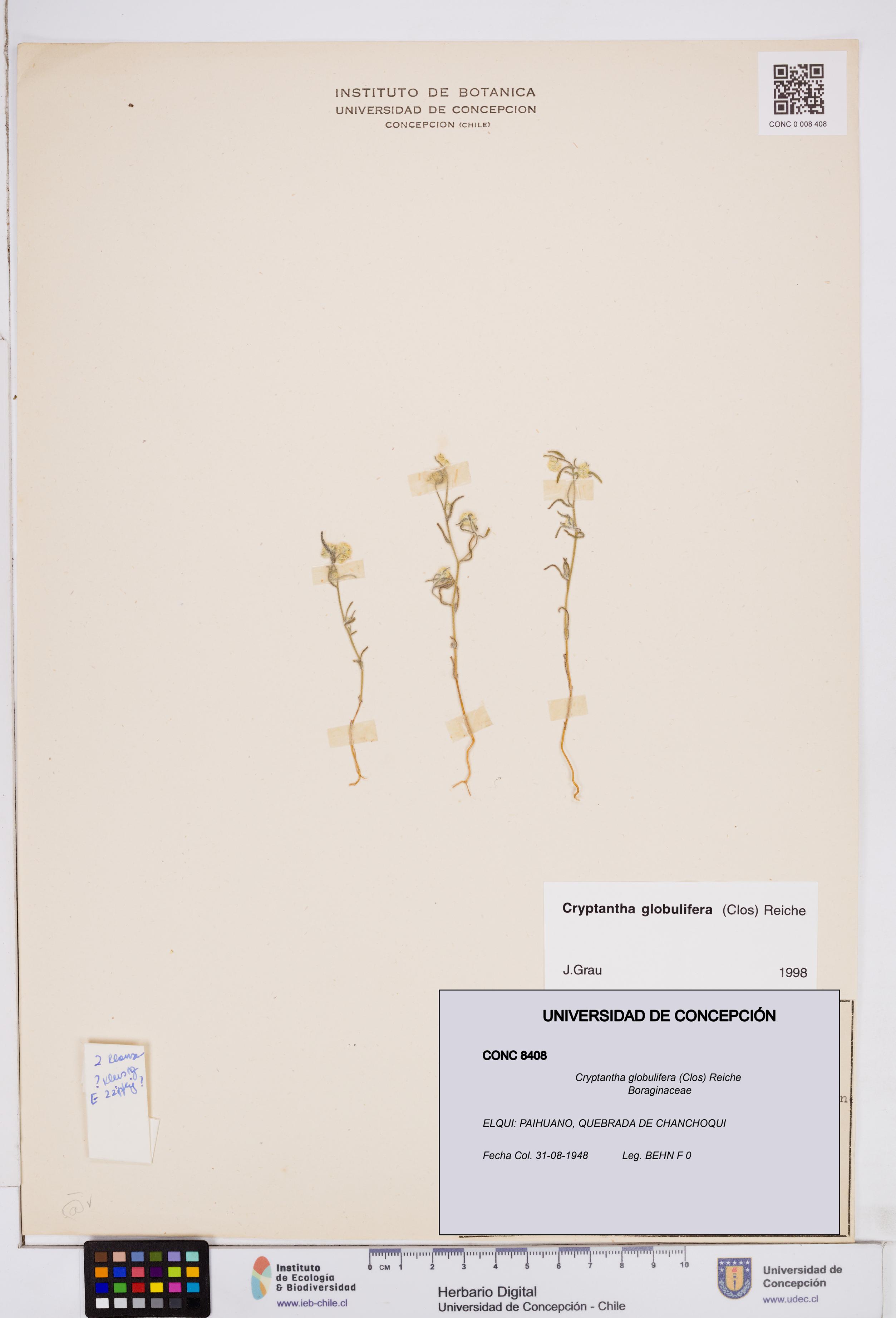 Cryptantha globulifera [Espécimen: ]