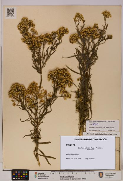Baccharis salicifolia [Espécimen: UDEC:CONC:0008413]