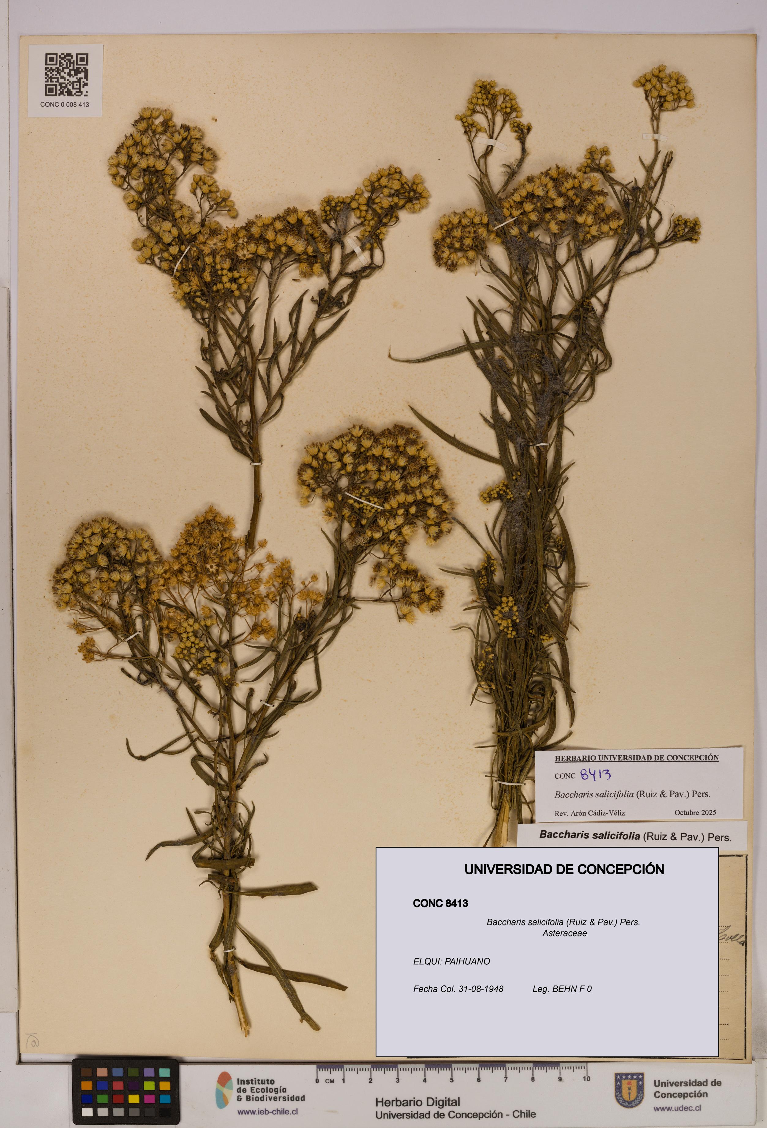 Baccharis salicifolia [Espécimen: UDEC:CONC:0008413]