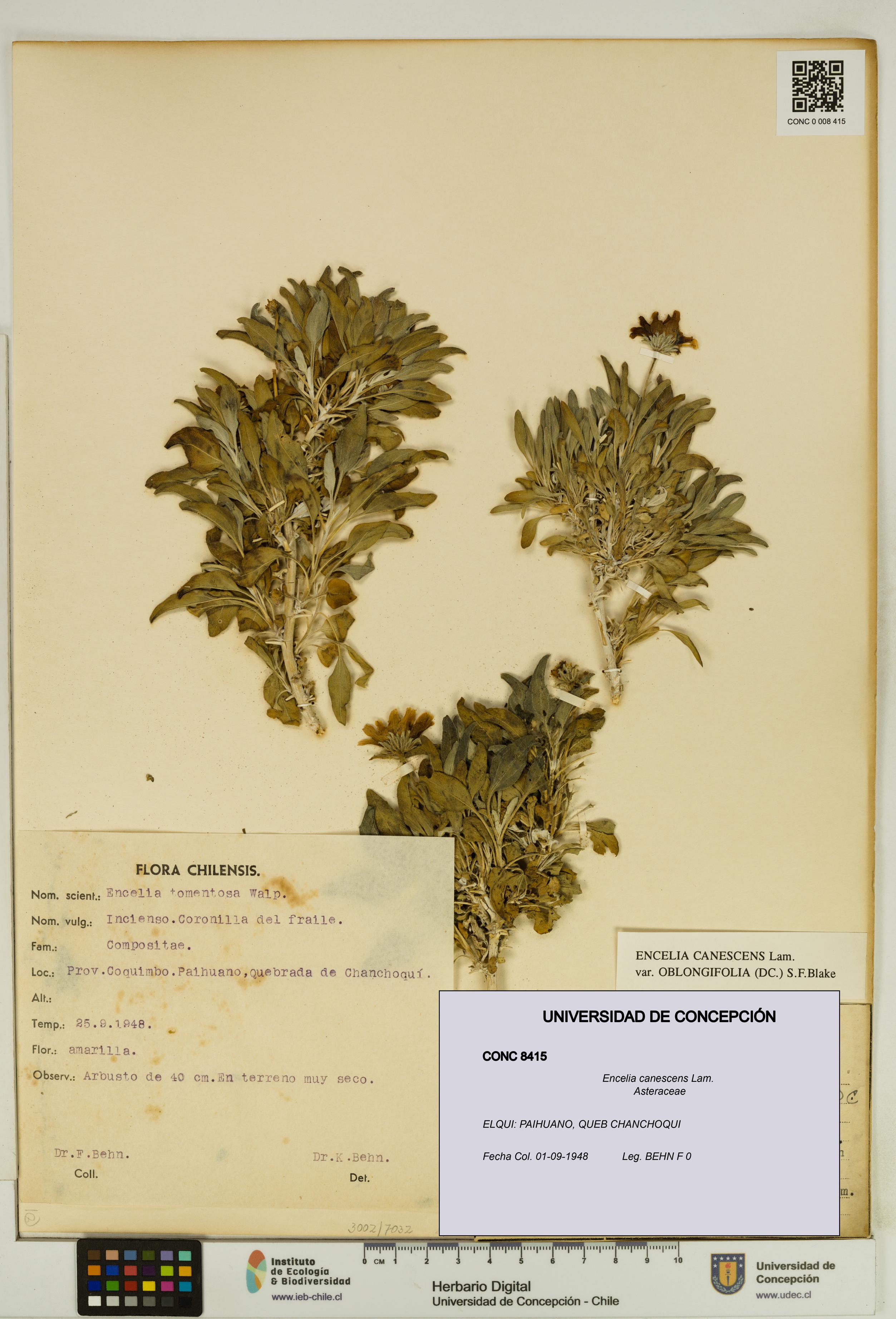 Encelia canescens [Espécimen: UDEC:CONC:0008415]