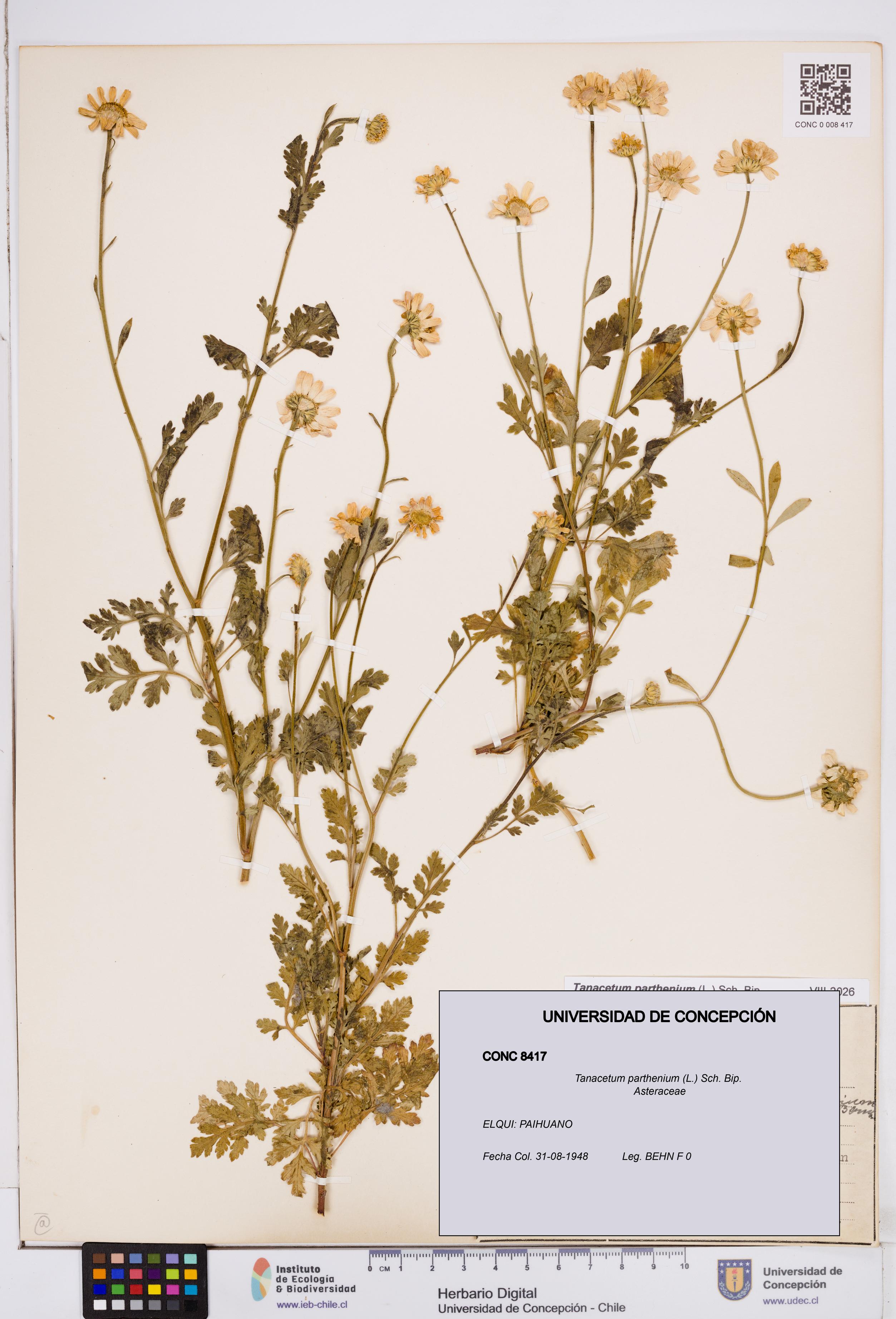 Tanacetum parthenium [Espécimen: ]