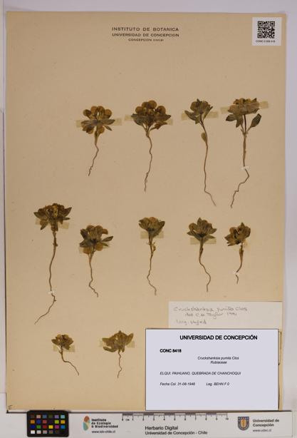 Cruckshanksia pumila [Espécimen: UDEC:CONC:0008418]