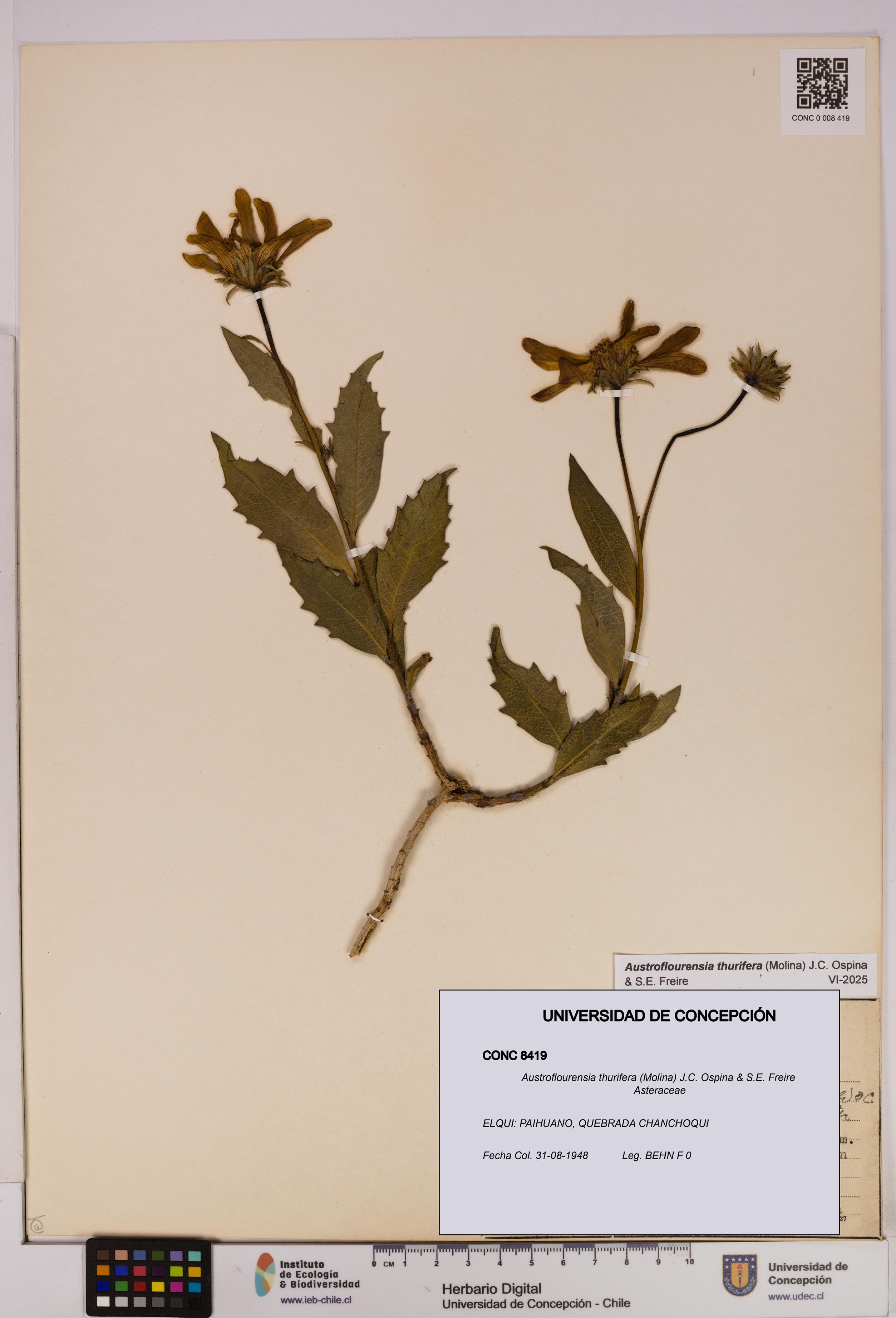 Austroflourensia thurifera [Espécimen: UDEC:CONC:0008419]