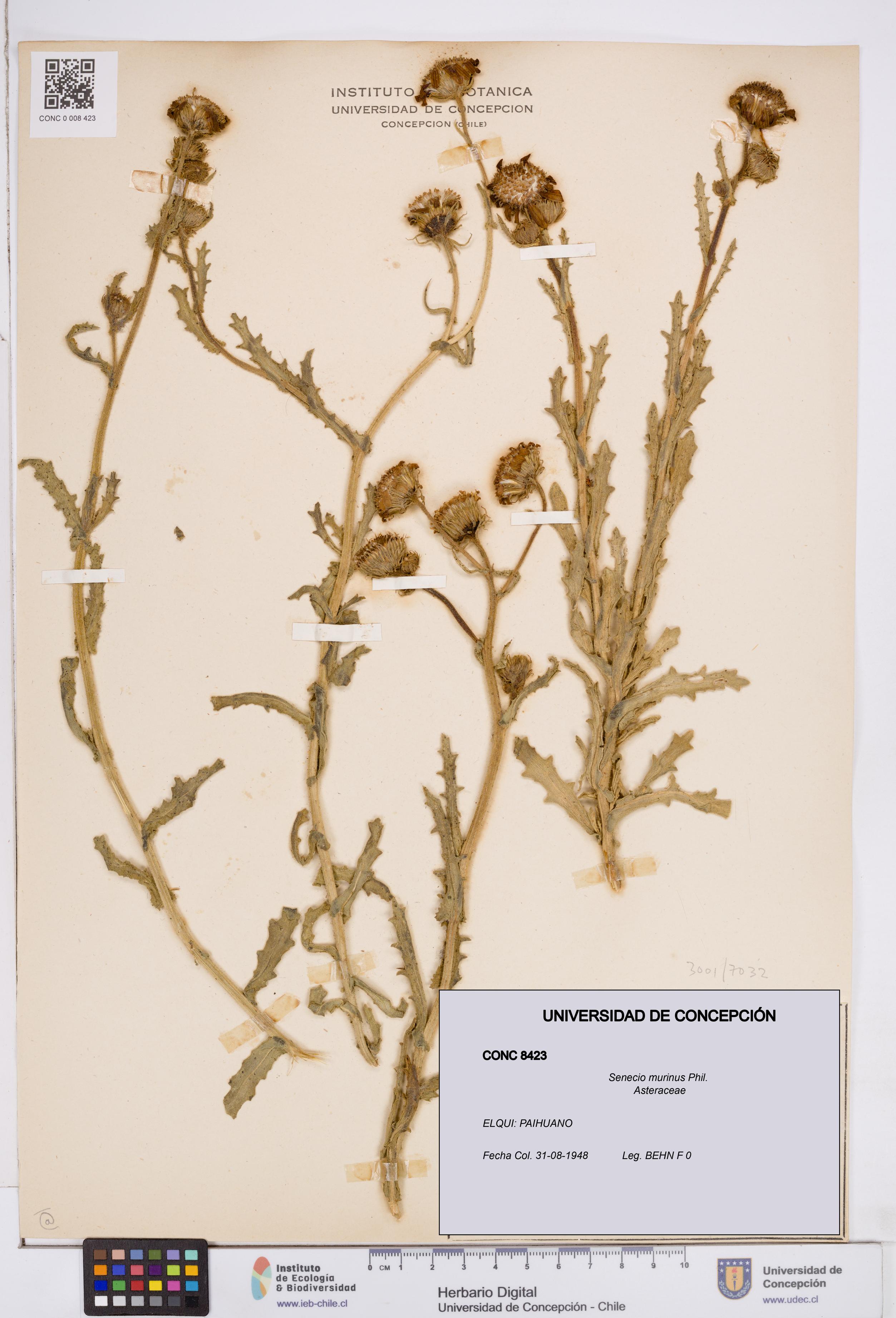 Senecio murinus [Espécimen: ]