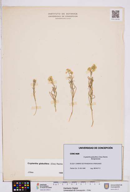 Cryptantha globulifera [Espécimen: ]