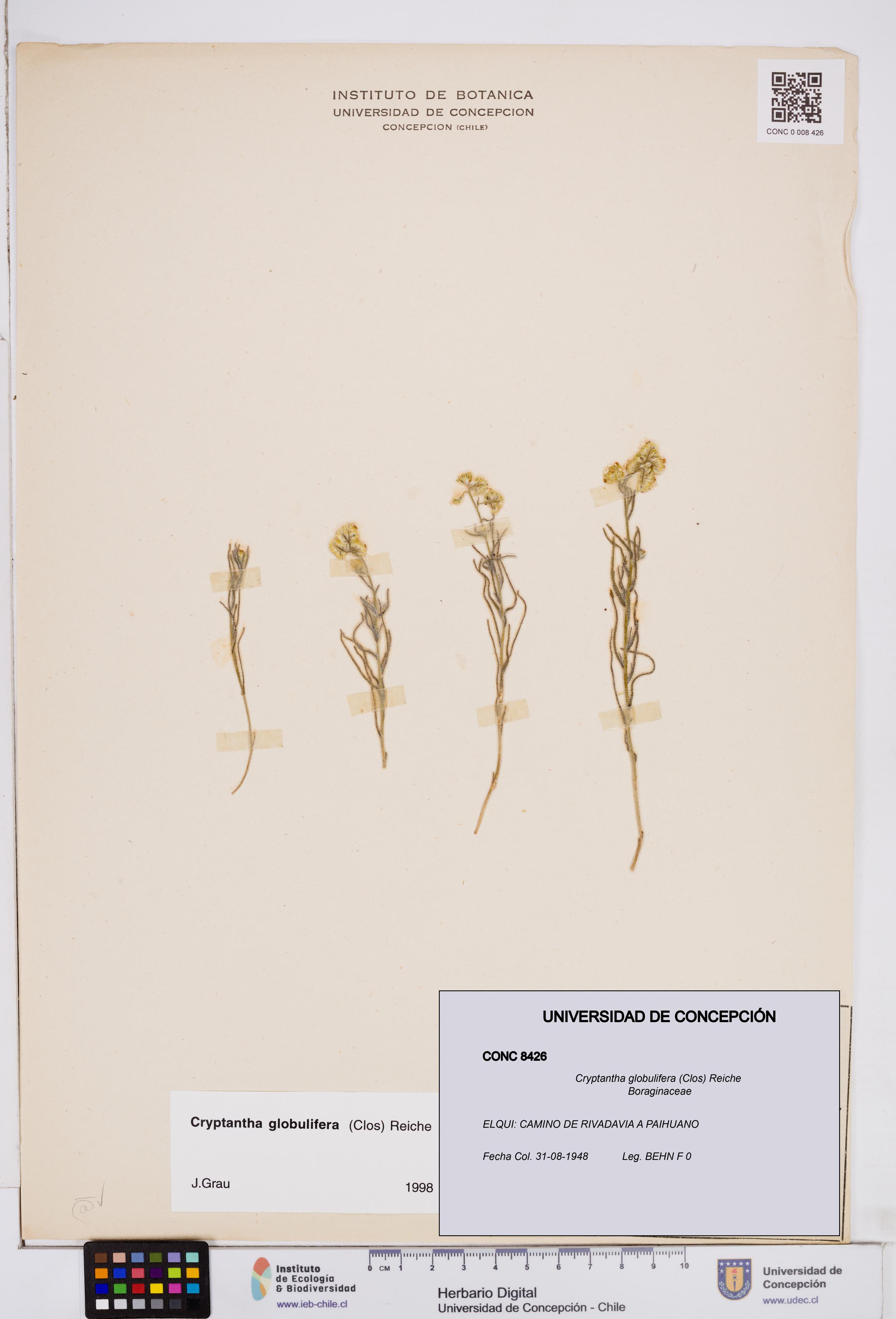 Cryptantha globulifera [Espécimen: ]