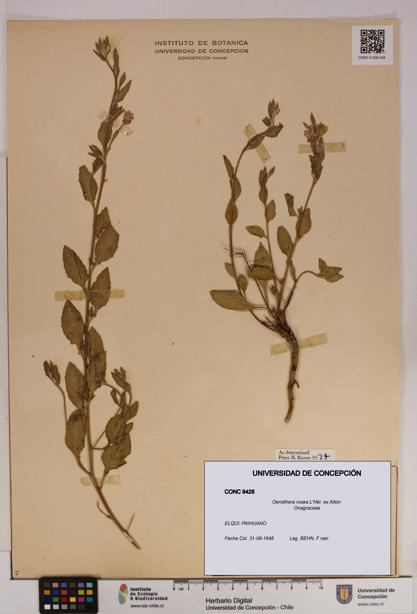 Oenothera rosea [Espécimen: UDEC:CONC:0008428]