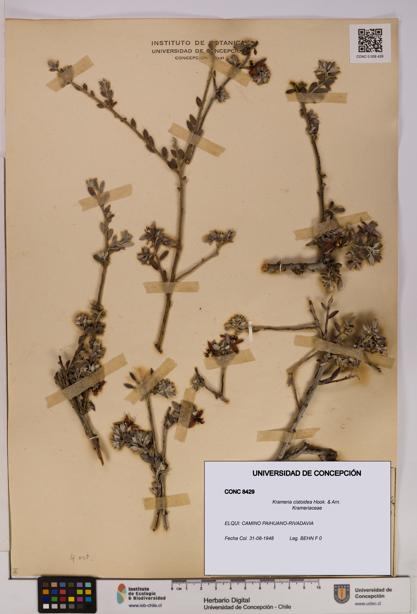 Krameria cistoidea [Espécimen: UDEC:CONC:0008429]