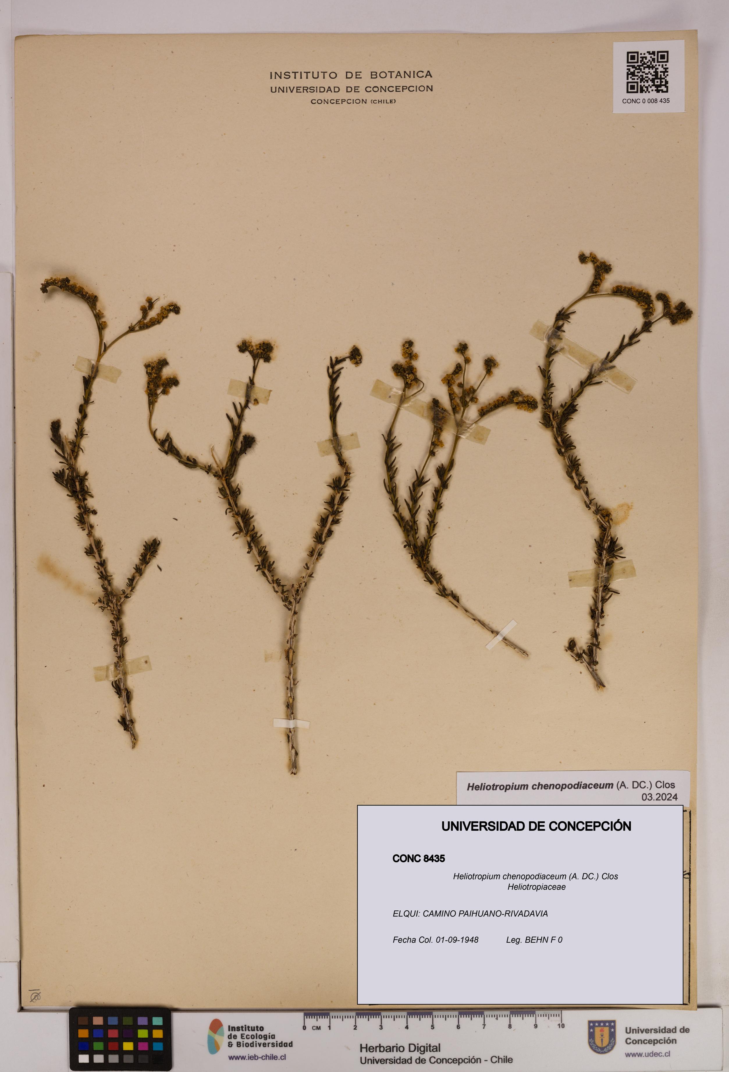 Heliotropium chenopodiaceum [Espécimen: UDEC:CONC:0008435]
