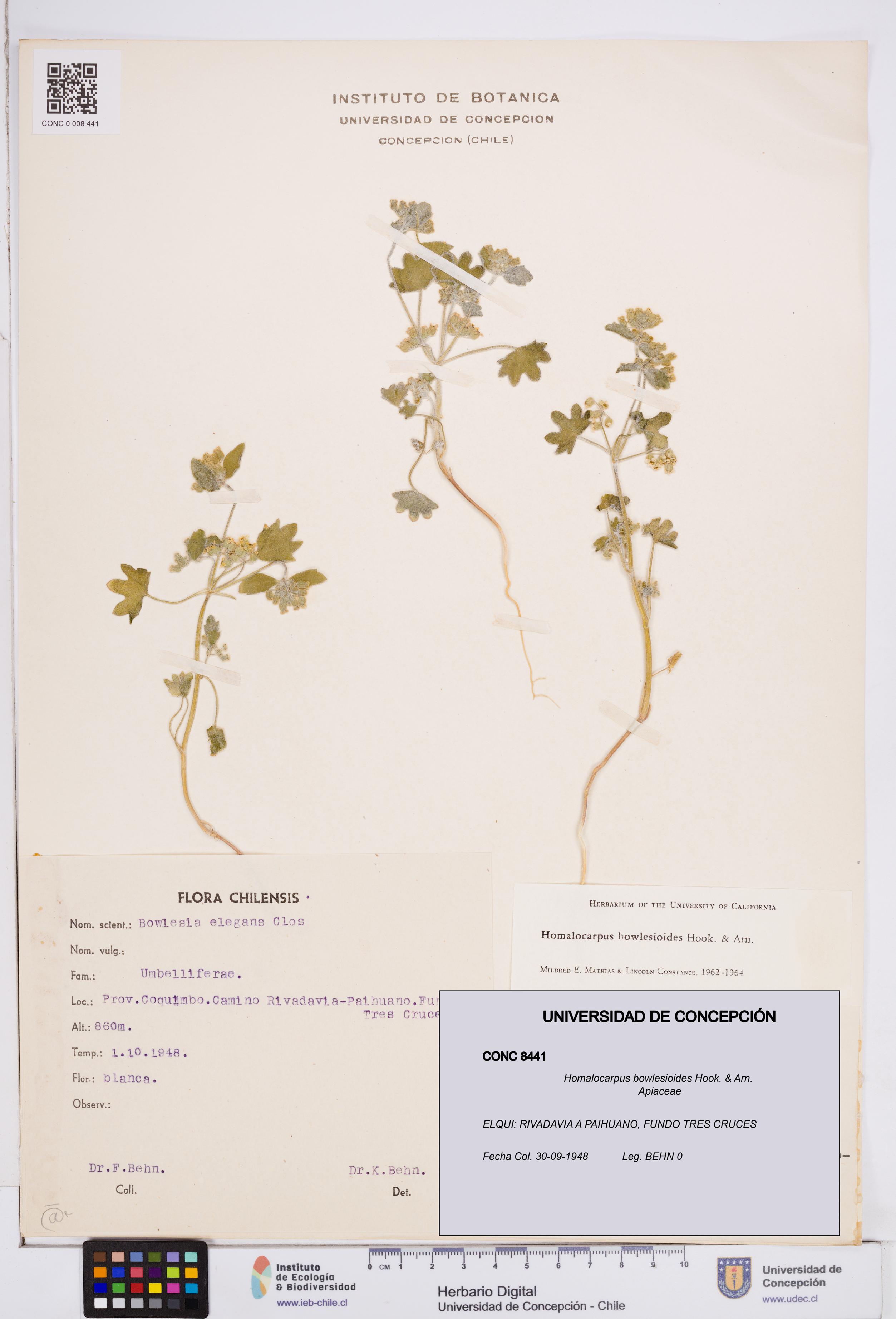 Homalocarpus bowlesioides [Espécimen: ]