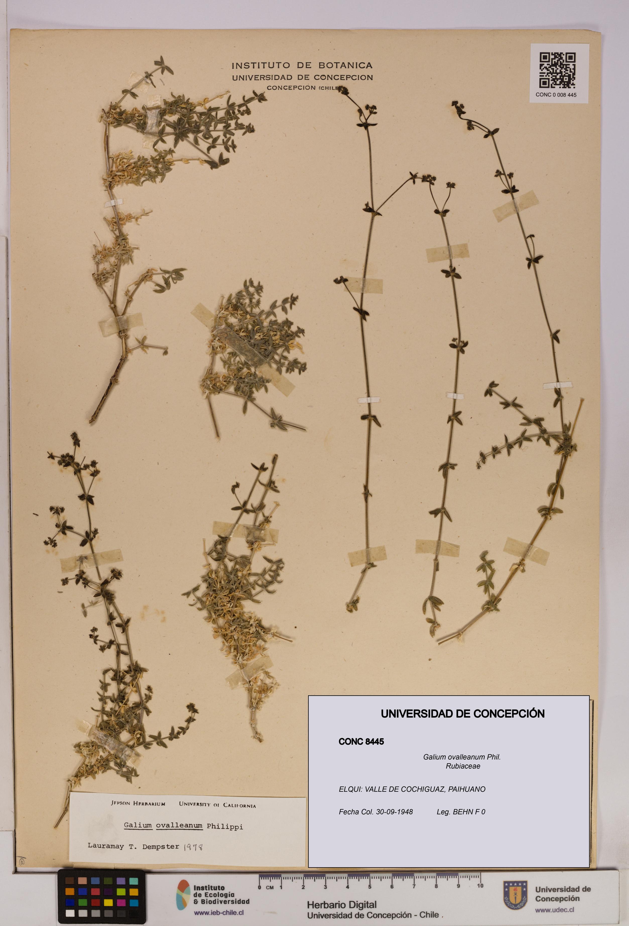 Galium ovalleanum [Espécimen: UDEC:CONC:0008445]